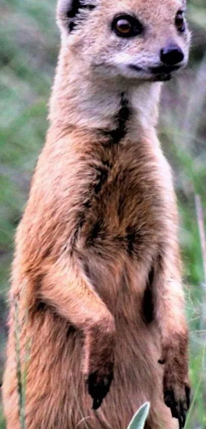 Alert mongoose standing amidst green grass, capturing wildlife essence.