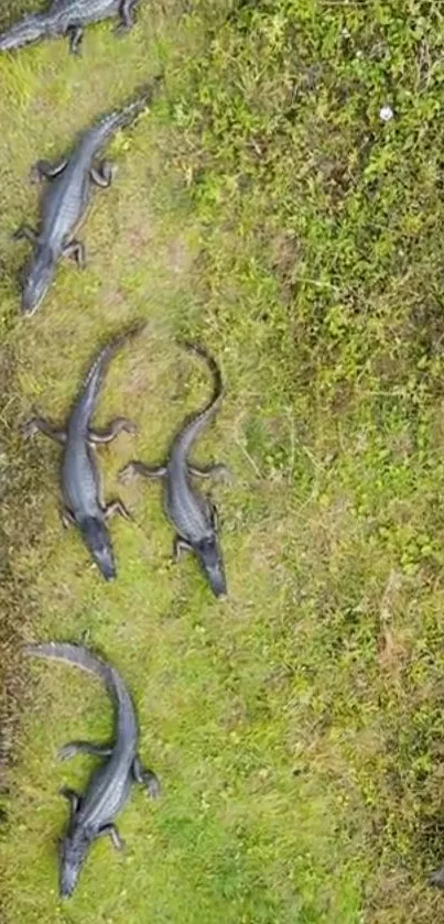 Aerial view of alligators resting on a lush green field.