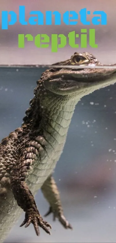 Close-up of an alligator in an aquarium setting.