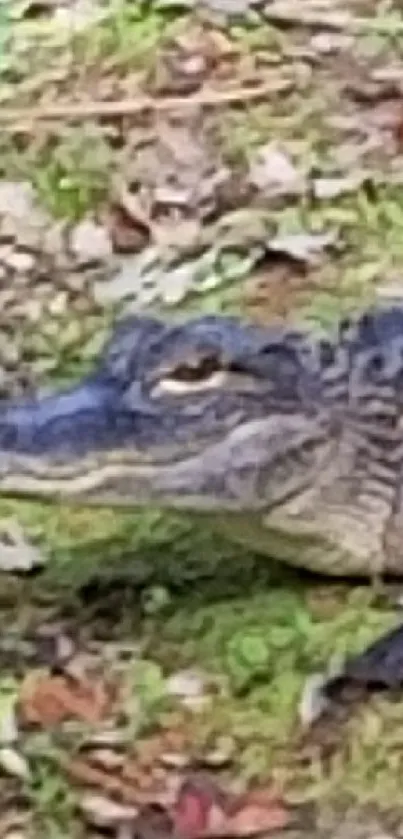 Alligator resting in lush green forest setting.