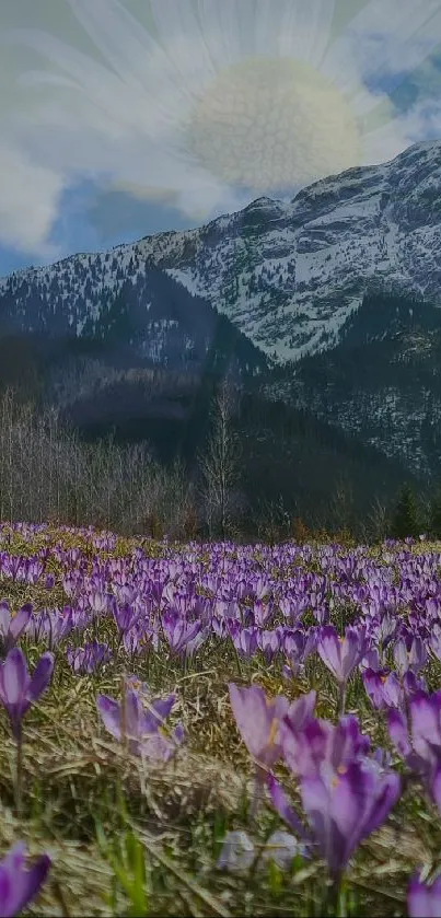 Mountain landscape with purple flowers and snow-capped peaks.