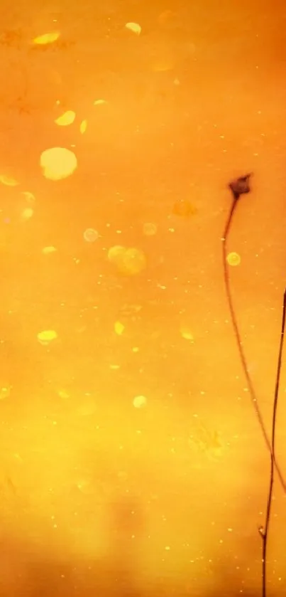 sunshine under water  Live Wallpaper