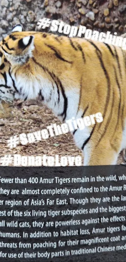 Amur tiger in the wild with conservation message hashtags.