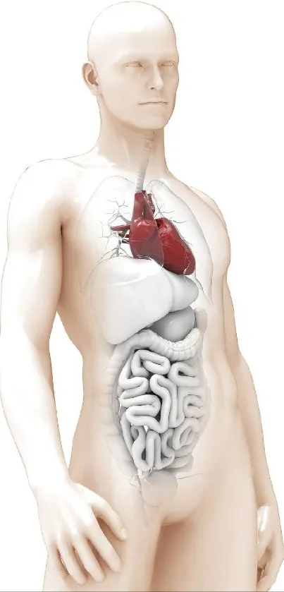 Human body with detailed internal organs illustration.