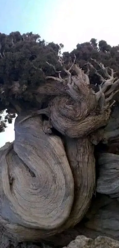 Ancient twisted tree against a blue sky in a serene mobile wallpaper scene.