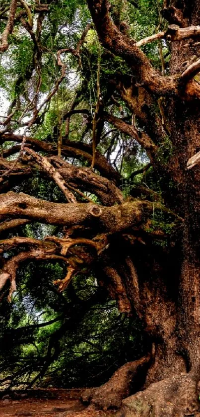 Ancient sprawling tree in a serene forest setting.