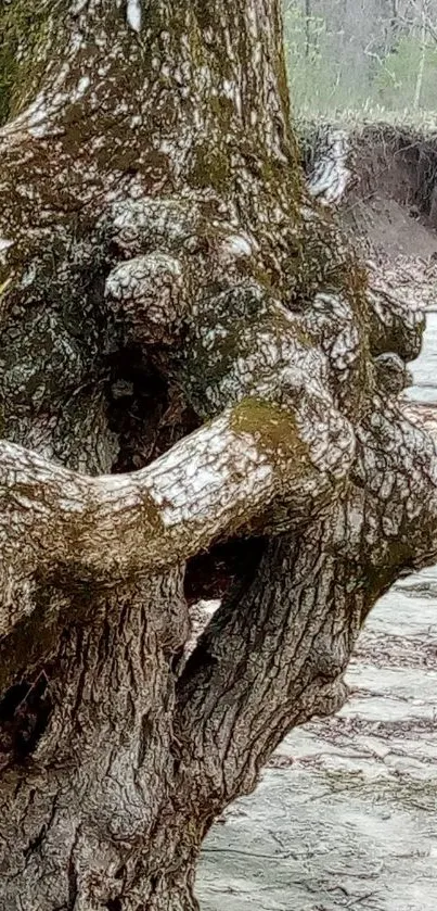 Close-up of an ancient tree with intricate roots.