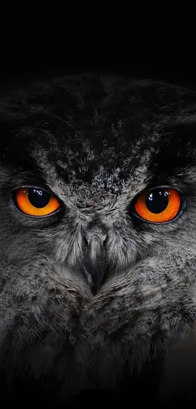 Animal Bird Eyes Live Wallpaper