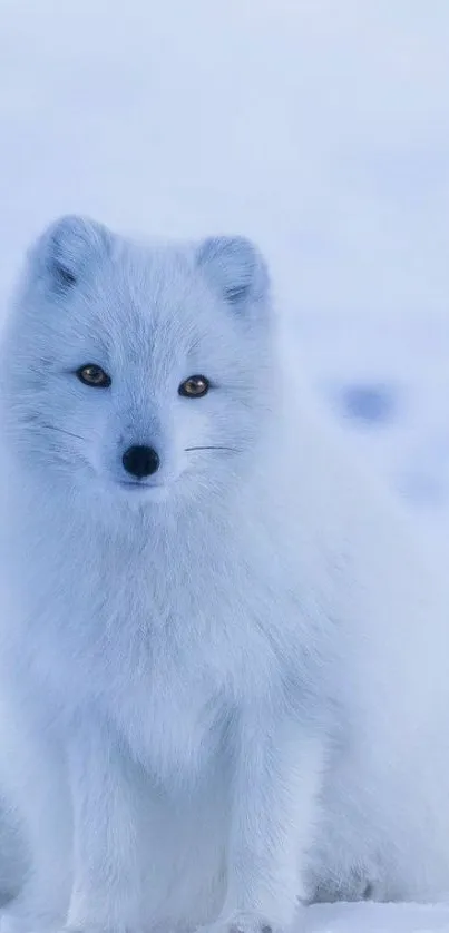Animal Carnivore Mammal Live Wallpaper