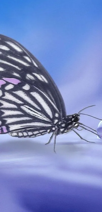 Animal Invertebrate Butterfly Live Wallpaper