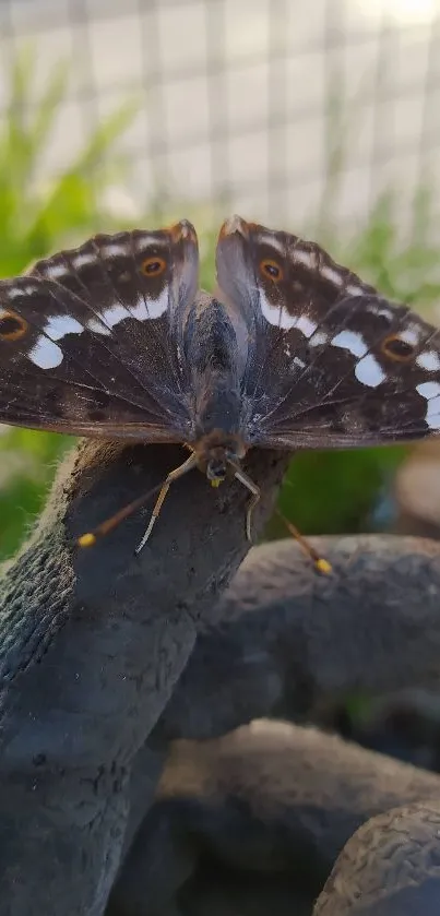 Animal Invertebrate Butterfly Live Wallpaper