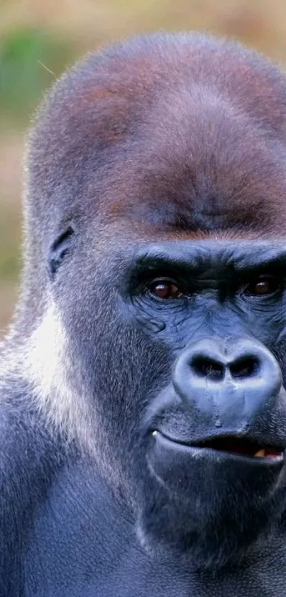 Animal Outdoor Eyes Live Wallpaper