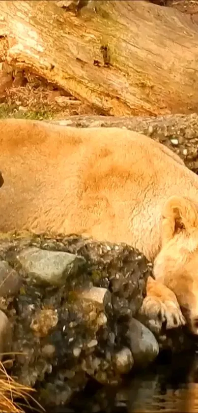 Animal Outdoor Rock Live Wallpaper