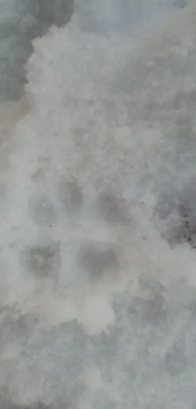 Snowy ground with animal paw print impression.