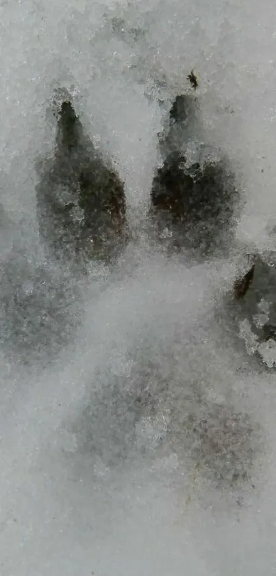 Wolf paw print in snowy landscape.