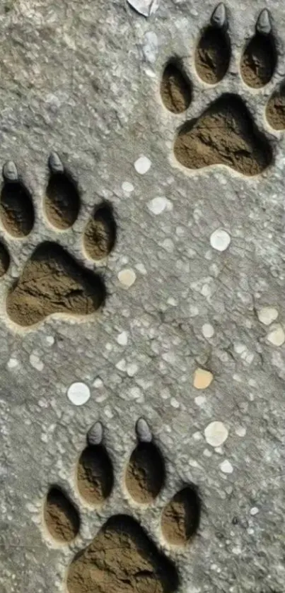 Animal paw prints engraved on stone texture background.