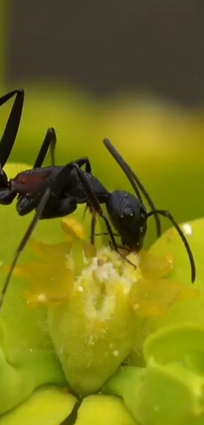 Macro shot of an ant on a vibrant yellow flower, showcasing nature's beauty.