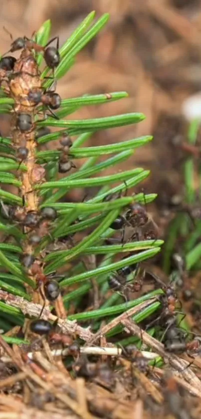 Close-up of ants on a green pine twig in a natural setting.