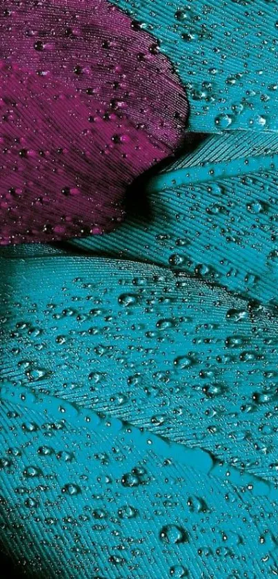 Aqua and purple feather with dew drops mobile wallpaper.