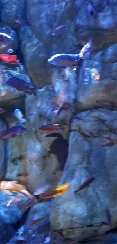 Vibrant aquarium wallpaper with colorful fish swimming near rocks.