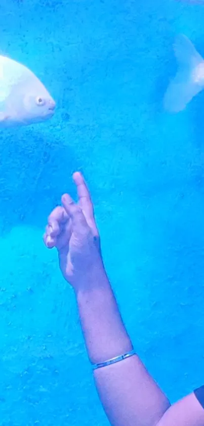 Hand gesturing towards a fish in a blue aquarium background.