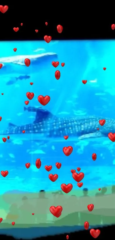 A whale shark in a blue aquarium with floating red hearts overlay.