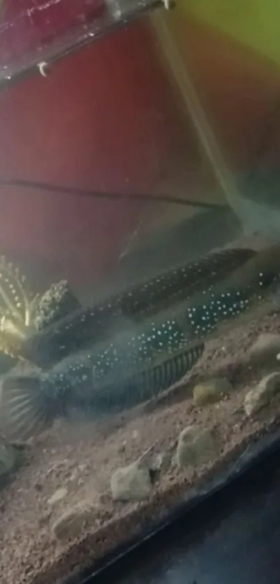 Close-up of a fish tank with aquatic plants.