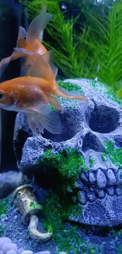 Goldfish swims beside a skull in a green plant-filled aquarium.