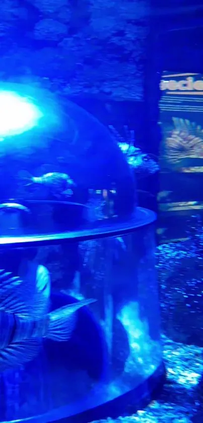 Vibrant aquarium with blue glow and exotic fish in a glass dome.