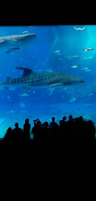 Whale shark swimming in a vivid blue aquarium with onlookers' silhouettes.