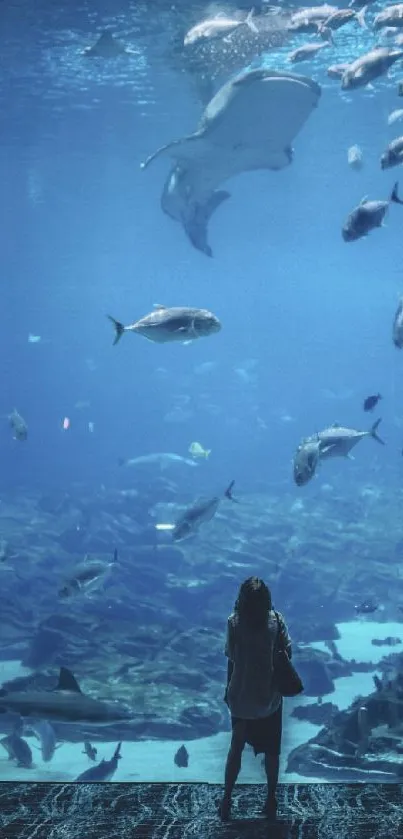 Person observing marine life in a large aquarium with blue hues.