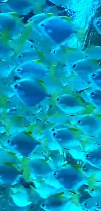 A lively school of fish swim in stunning aqua blue waters.