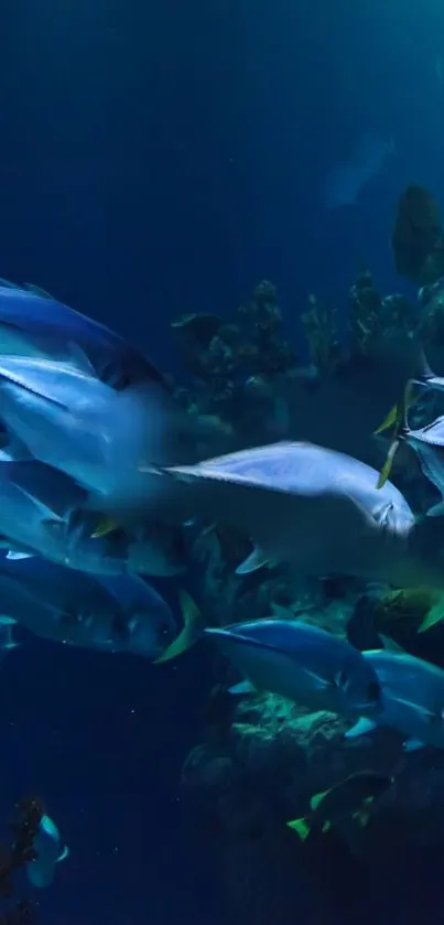 Vibrant schools of fish swimming in a deep blue underwater landscape.