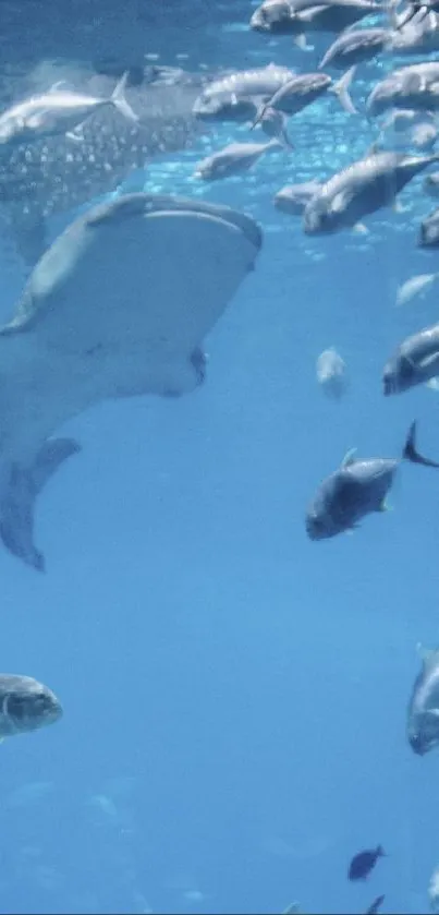 Underwater scene with diverse fish swimming gracefully.