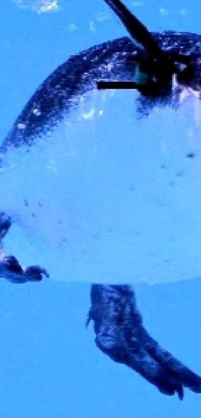 Two penguins swimming in clear blue water.