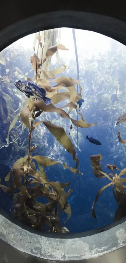 Underwater sea view through a porthole with seaweed.
