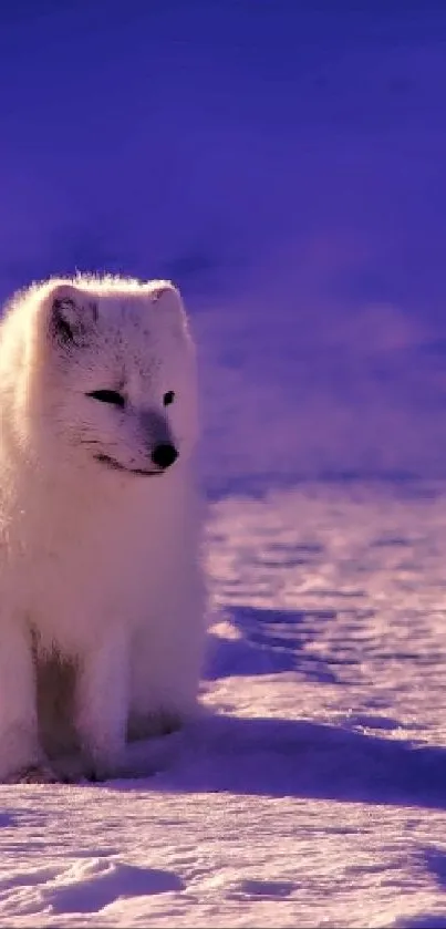 Arctic fox on purple snow background, serene and majestic.