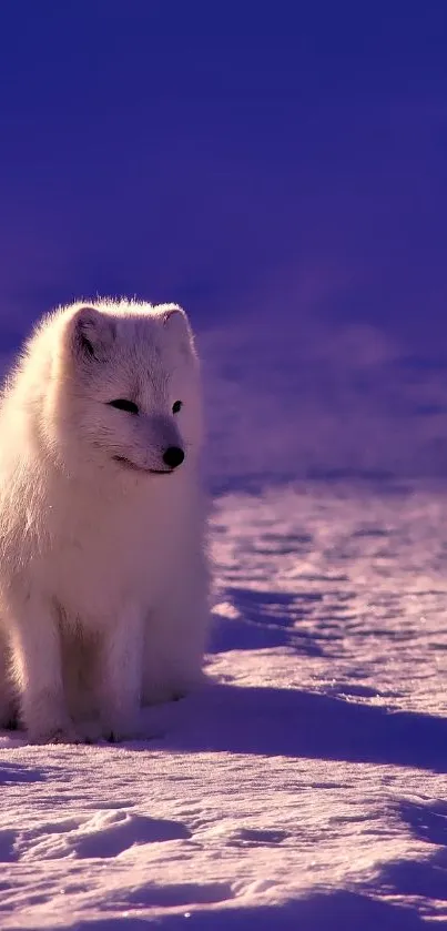 White arctic fox with purple snow background.