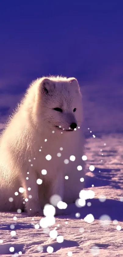 Arctic fox sits quietly on snow with a royal blue sky background.