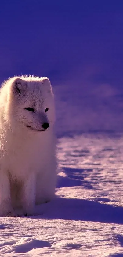 Arctic fox sits on snow under a blue-violet sky.
