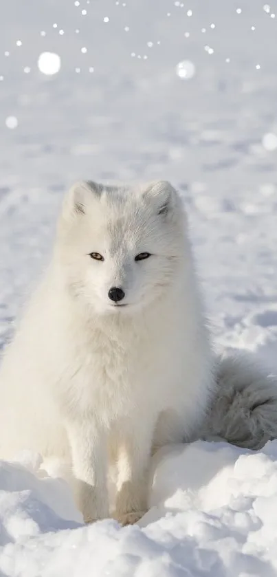 Arctic fox sitting in a snowy landscape, surrounded by pristine white snow.