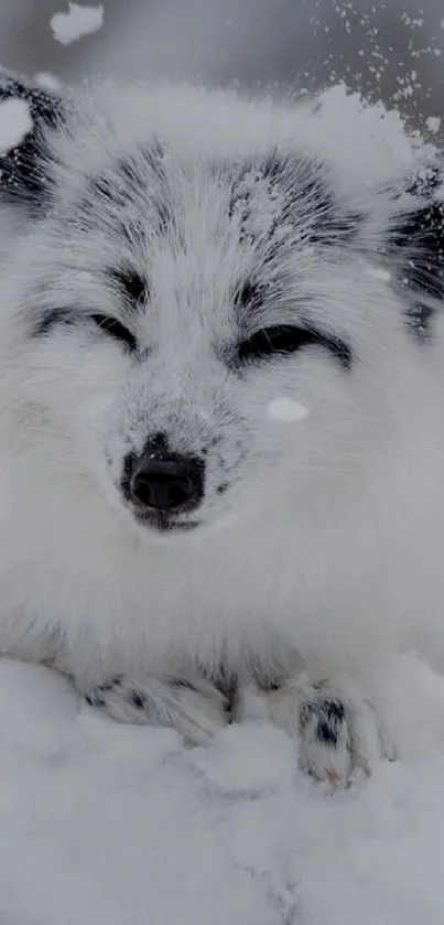 Majestic arctic fox resting in the snow, serene winter scene wallpaper.