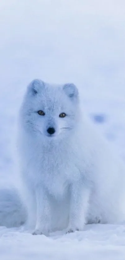 Arctic fox resting on snow in serene winter setting wallpaper.