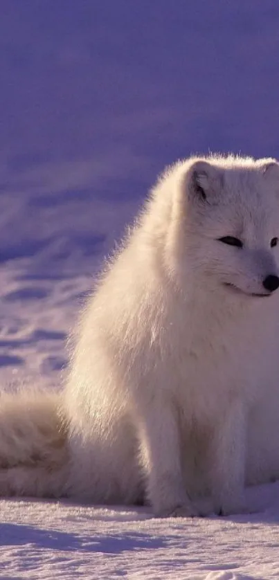 Arctic fox sitting peacefully on snow-covered ground.