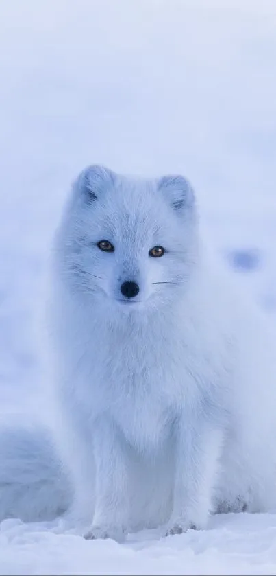 Arctic fox sitting on snowy landscape, exuding calm and beauty.