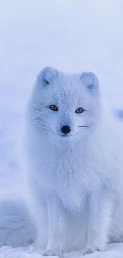 Arctic fox sitting in a snowy landscape with a serene expression.