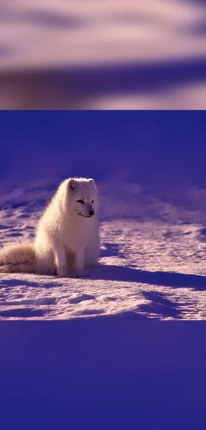 Arctic fox on snowy violet background in serene winter scene.