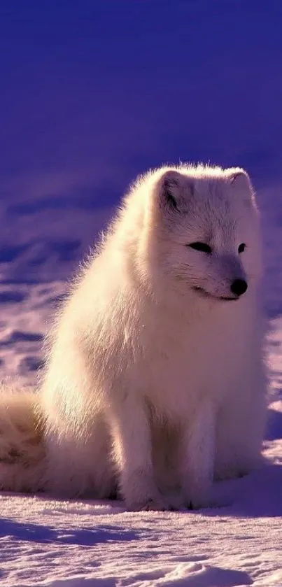 Arctic fox sitting on snowy ground with blue sky background.