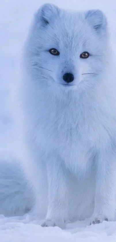 Arctic fox sitting in the snowy landscape, showcasing white fur against a winter backdrop.