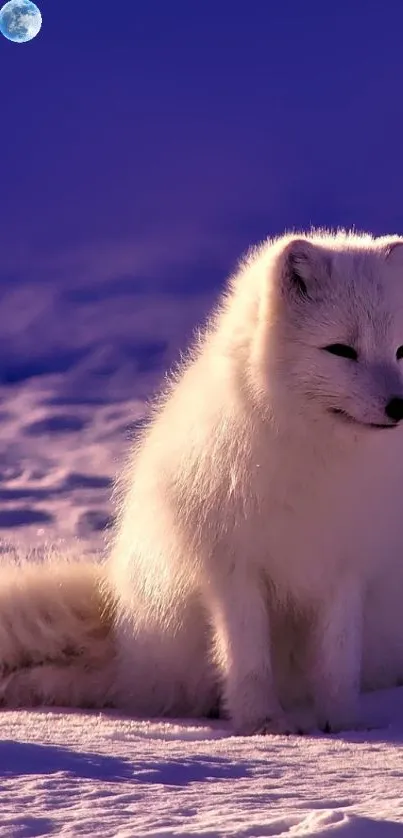 A fluffy Arctic fox under a vibrant blue night sky with the moon visible.